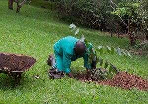 Victoria Falls Safari Lodge Tree Planting